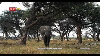 Male elephant eating thorn tree seed pods off the ground