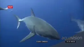 Two (2) Great White Sharks gently approaching, swimming in Deep blue ocean AmCam UW