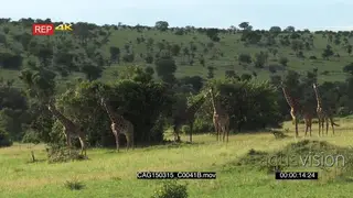 Giraffe herd standing on Savannah Looking around WS HAND