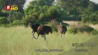 Three female Ostriches walking, bowing heads searching and feeding on insects.