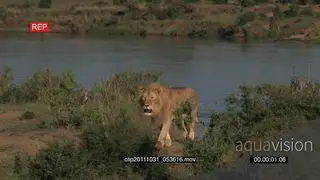 African Lion walking on bushveld and looking around LS PAN