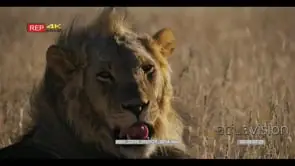 Close up super slow motion side view shot of the face of a male lion with its black mane.
