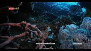 Close up shot of a white leaf scorpionfish looking at the camera swaying in the surge…