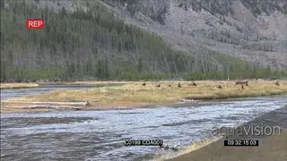 A herd of Elk deers standing and grazing GENERAL BEHAVIOUR