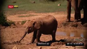 African Elephant Calf Playing on the MUD