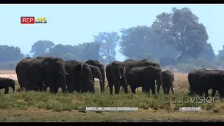 Elephant herd grazing on chobe river shimmering heat haze