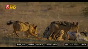 Tracking shot of a cheetah eating off springbok kill then chases jackals away. Note…