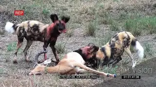 Wild Dogs feeding on a dead Impala on bushveld then running away MLS NTD