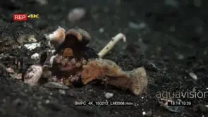 CU of veined coconut octopus comes out of its hiding place and then returns to its.