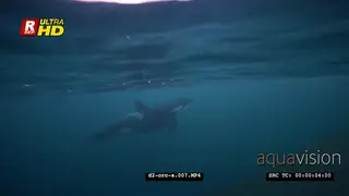 Orca Killer Whales chasing herring schools in noway UW