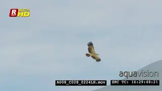 Tawny eagle in flight. PAN, WS.