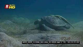 A Close Up, tracking shot of a Green Sea Turtle mydas, Chelonia mydas eating seagrass.