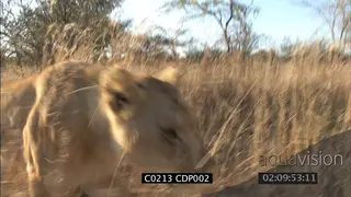 Lion walking stalking in long dry grass CU