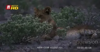 African Lion cub laying down and resting.