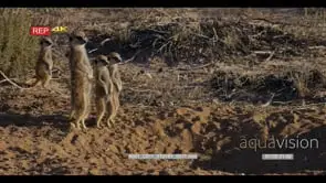 Medium wide shot meerkat mother warming her tummy and keeping watch over her juveniles