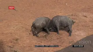 Cape Buffalo big bulls fighting, horn snaps off MWS HA AmCam