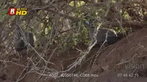 Flock of Helmeted guineafowl under tree twigs foraging and feeding on insects. MCU.