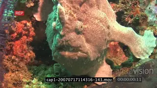 Frogfish standing underwater in ocean and breathing MS TRA MLS HAND