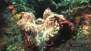 Clam on reef UW