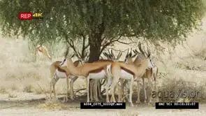 Medium shot of springbok herd under tree