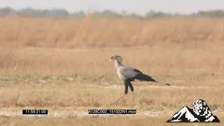 Secretary bird walking GENERAL BEHAVIOUR PROFILE PAN