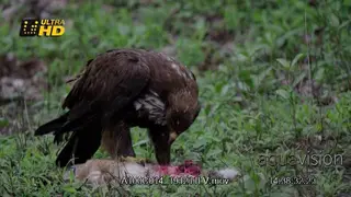 Steppe eagle feeding on impala lamb carcass
