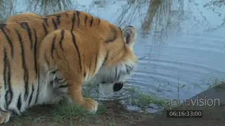 A Bengal tiger drinking water