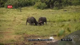 Cape Buffalo male fighting against another male with broken horn bloody injured face eye.