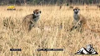 A pair of meerkats standing walking and looking a round MWS
