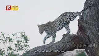 Leopard climbing off the tree, walking, sitting and scouting around.