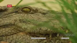 Close up shot of crocodile's eye