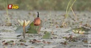 African Jacanas back view, standing on top of lily leaves while searching for food.
