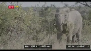 African elephant feeding, eating, foraging, playing, breaking branch, trunk, slowmotion