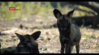 A Pack of African Wild Dogs resting and sitting under the tree shade looking at the.