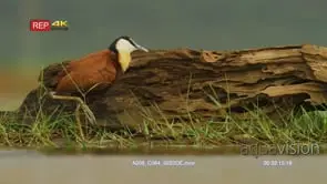 African jacana preening in front of log foot raised