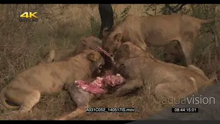 A lion pride lion feeding on a carcass LWS GOOD LIGHT