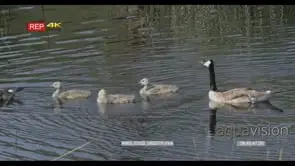 A gaggle of Canada geese swimming GENERAL BEHAVIOR