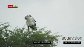 Secretary bird on top of tree looking down
