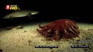 A red and cream coloured crown-of-thorns sea star hunting for food at night while.