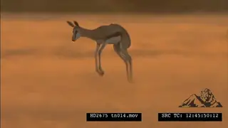 Springbok herd pronk Running and grazing at Sunrise