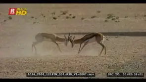 Two male springboks fight and another springbok chase them