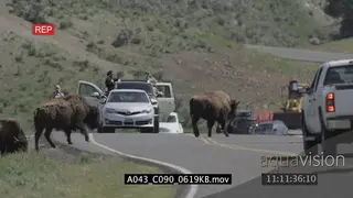 Bison herd wander across urban road holding up traffic