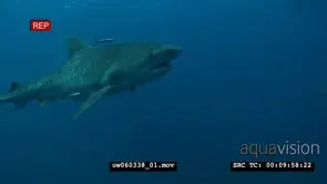 Tiger Shark swimming around in ocean then biting and shaking bait bucket MLS MS CU PAN.