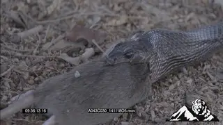 Black Mamba feeding on Mouse HA CU