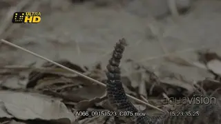 Western diamondback rattlesnake rattles its tail to warn and mark territory.