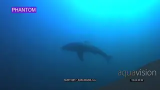 Great White Shark (Carcharodon carcharias), underwater swimming past camera.