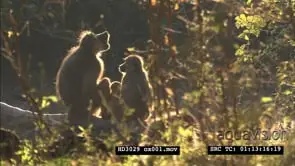 Yellow Baboons grooming in Golden morning light WS