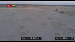 Aerial Drone shot of lioness walking in distance