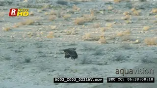 Tawny eagle flying while gliding around the desert and hunting around.