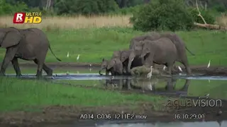 Memory of young and adult African Elephants crossing the river and spray their bodies.